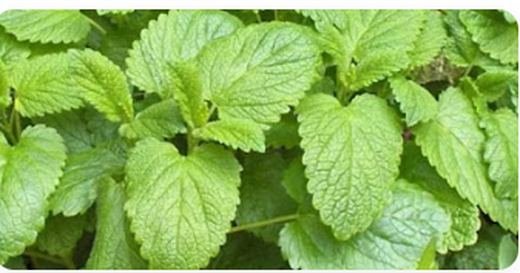 Lemon Balm Extract